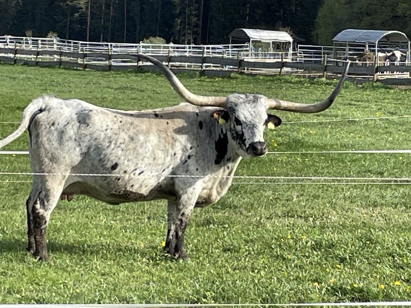 Weiß-grau geschecktes Rind mit sehr weit ausladenden Hörnern steht auf einer eingezäunten Weide; im Hintergrund Unterstände und weitere Tiere.
