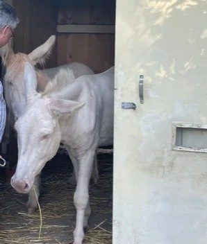 Ein weißer Esel mit rosiger Haut steht im offenen Stalltor auf Stroh; dahinter ein zweiter heller Esel, links am Bildrand eine Person.
