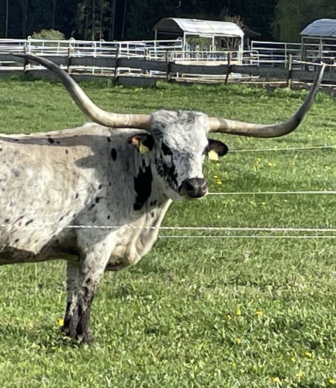 Führung auf der Texas Longhorn Ranch